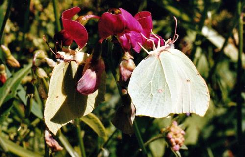 Gonepteryx rhamni